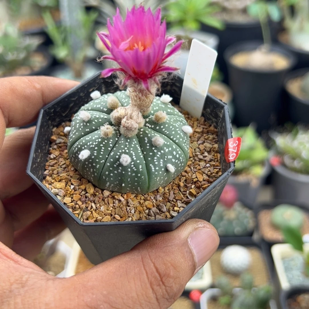 我***宝仙人球兜一物一拍带盆发