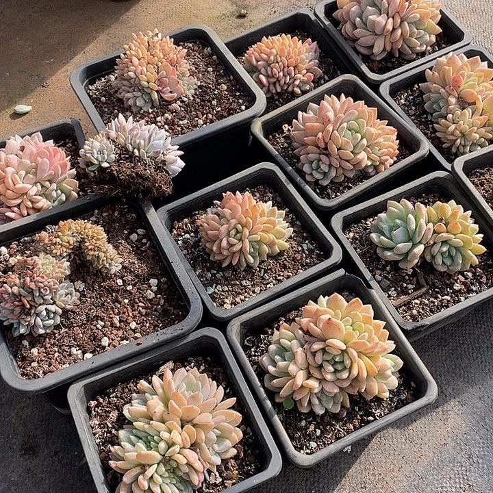 橙子朵朵10.8米 量拍多肉