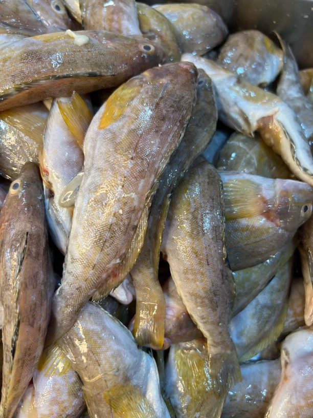 大连岛里小黄鱼破肚 4斤顺丰包邮