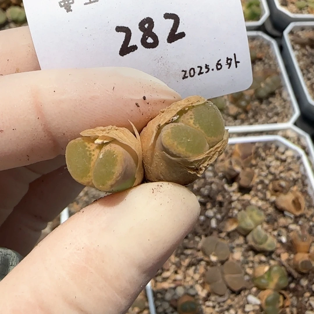 符*北多肉多肉多肉6.4-282
