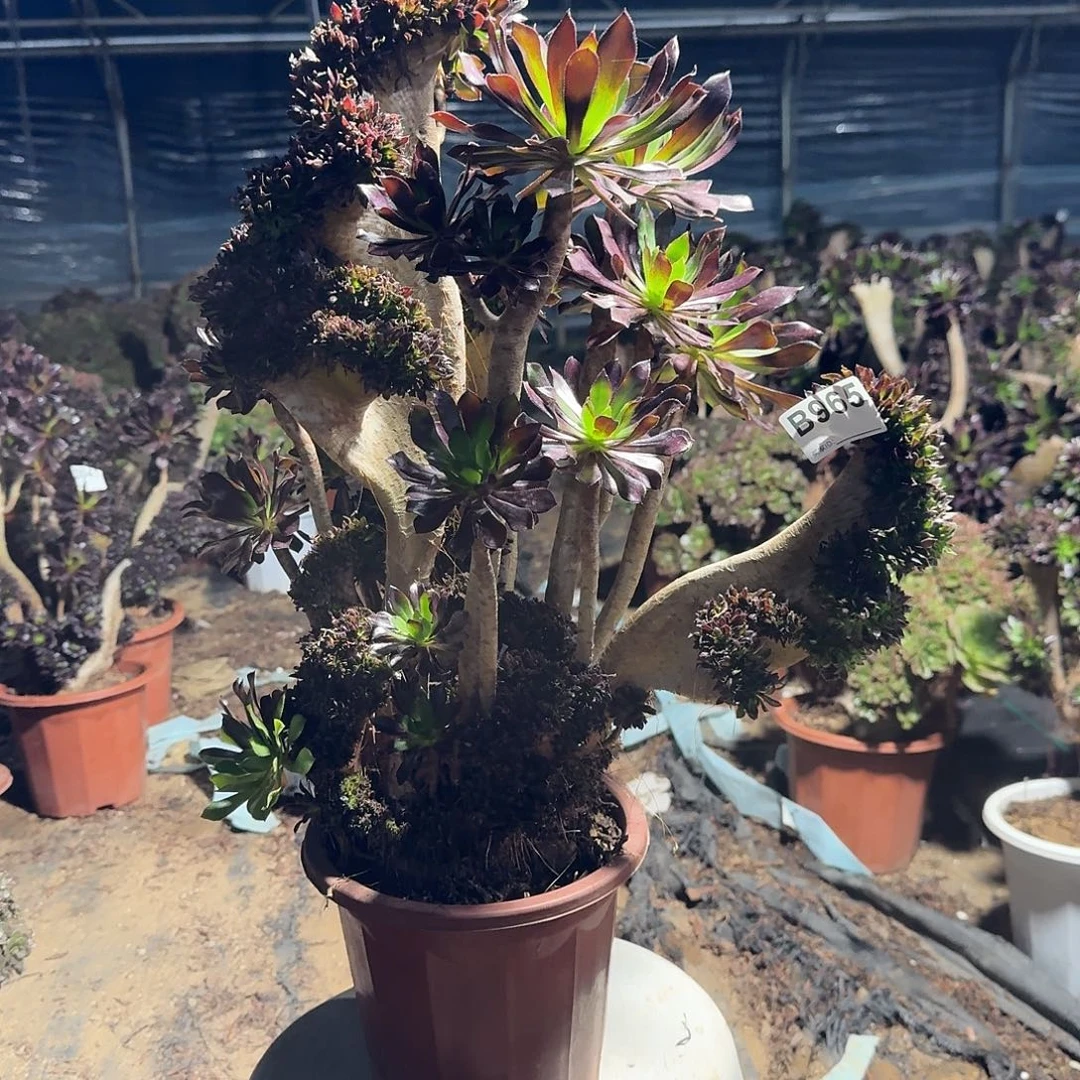 965黑法师朵朵有伤一颗