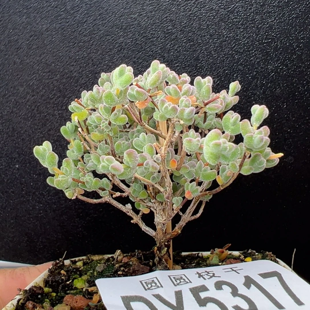 dy5317直杆老桩蜜橘糖球冠幅6cm