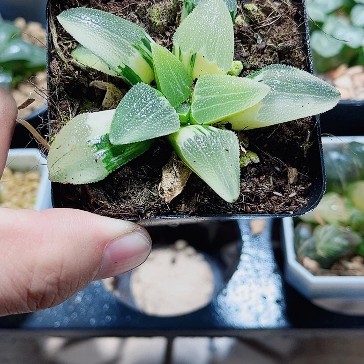 蓝光磨面锦精品十二卷