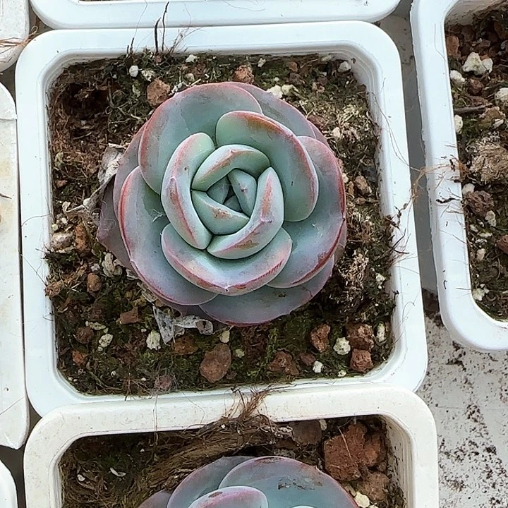 青蛙王子儿童牙膏111