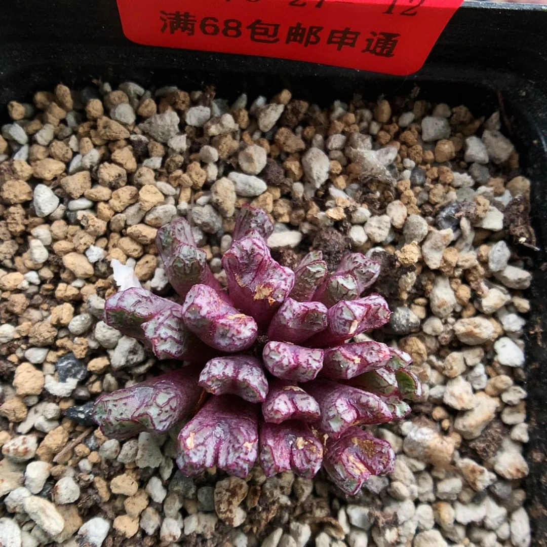 【闪购商品】6-27-12 超级小t一群