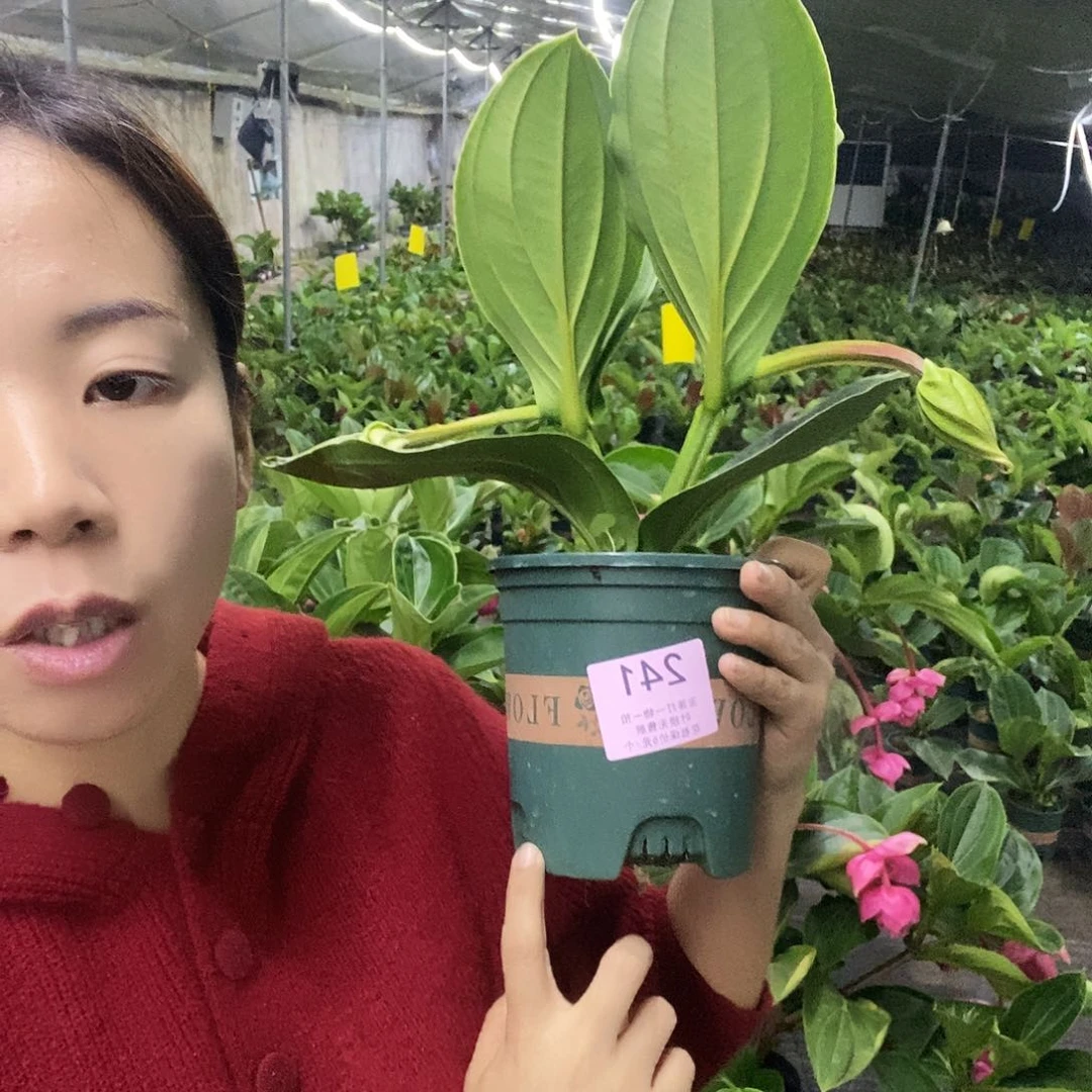 木本植物大**王木本花卉241