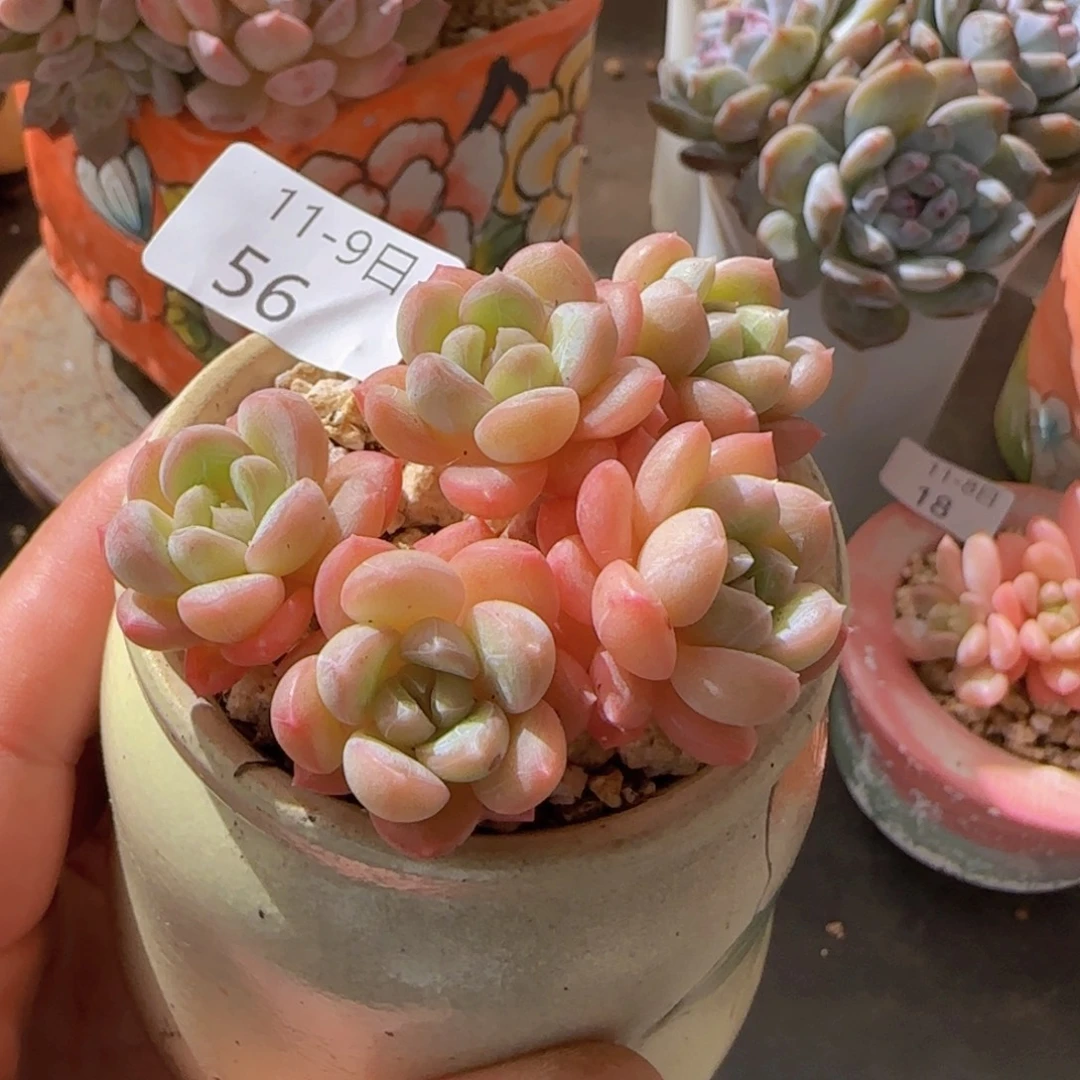 百达翡翠老桩五头