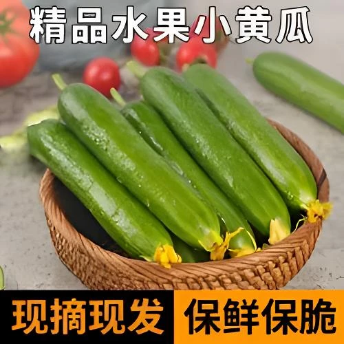 产地直发新鲜奶油小黄瓜现摘现发脆甜爽口