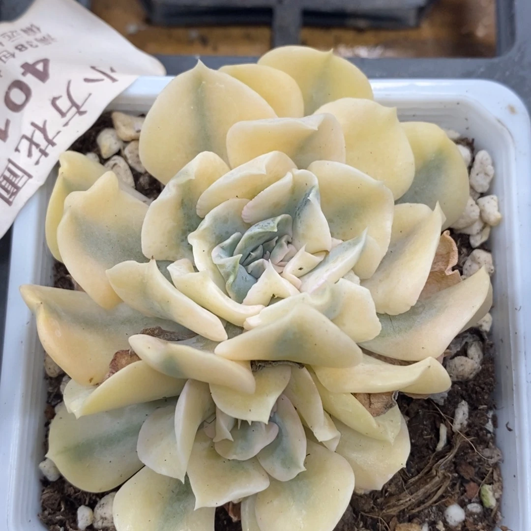 401利比里亚锦双头带根