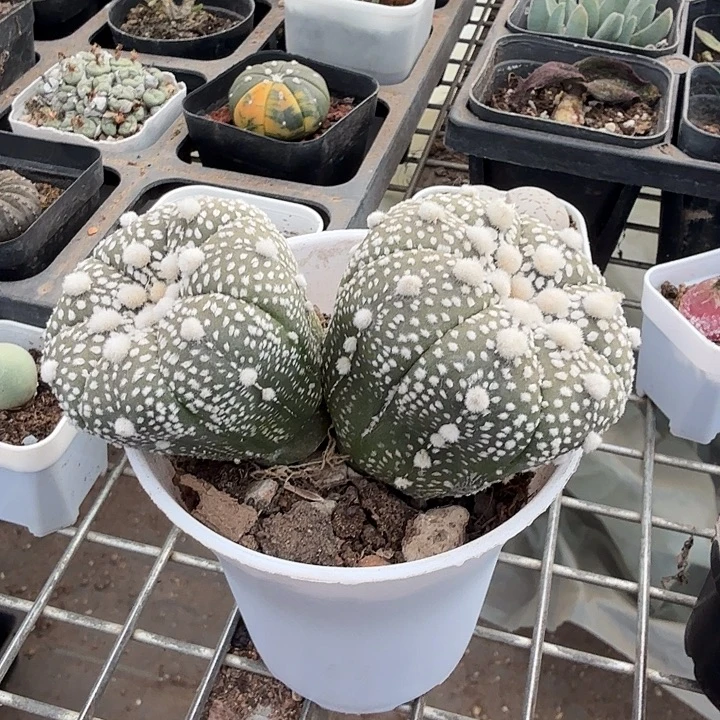 实生双头大兜10仙人球