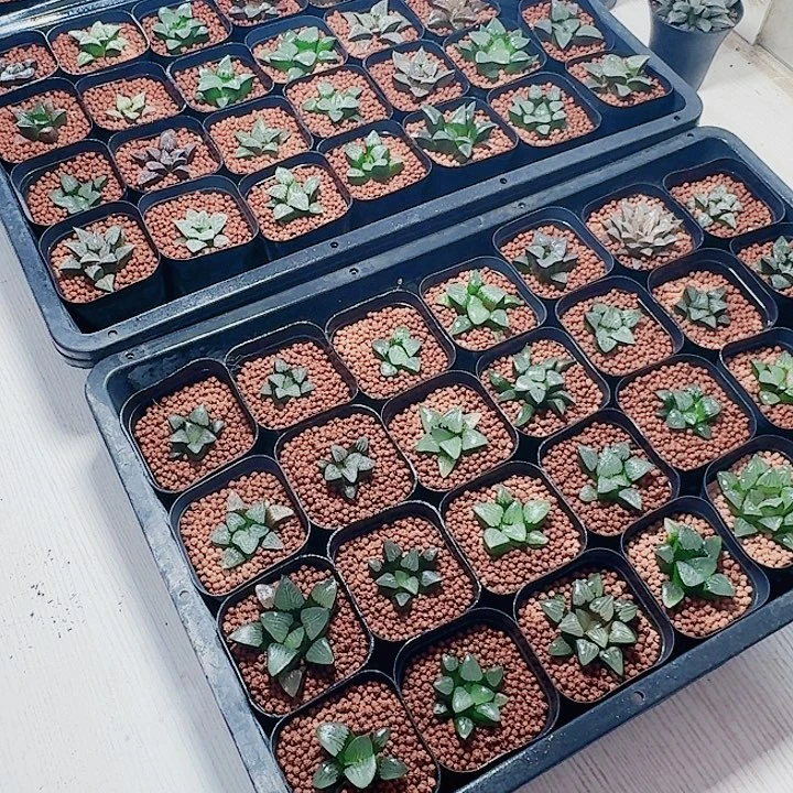 传***云十二卷 实生特选56颗