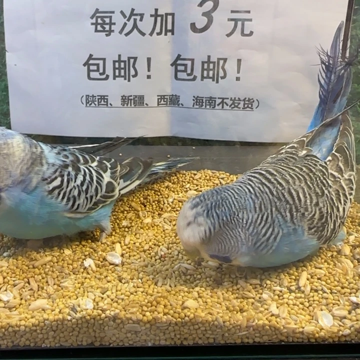 虎皮鹦鹉大头虎皮鹦鹉