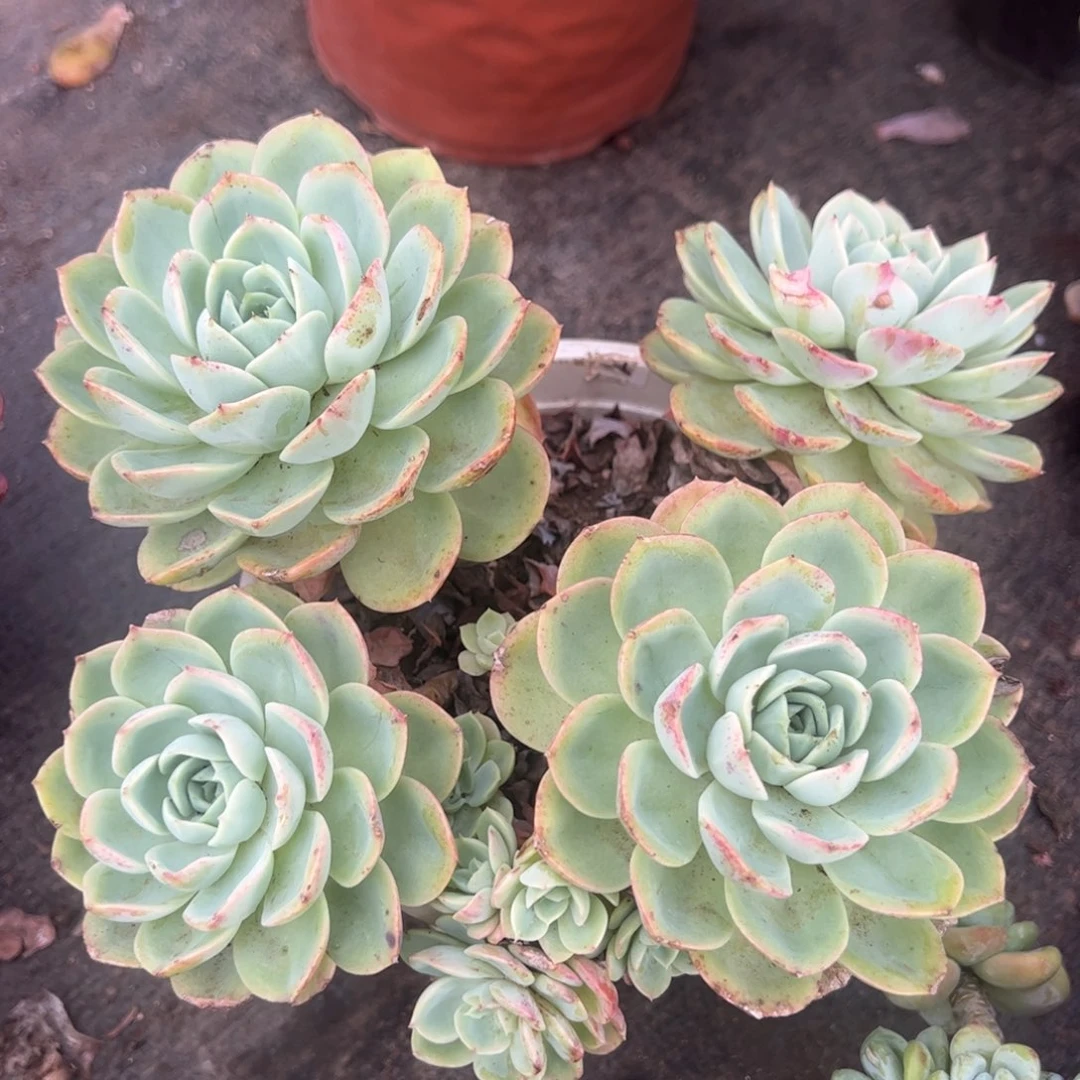 哈密瓜四大头起发