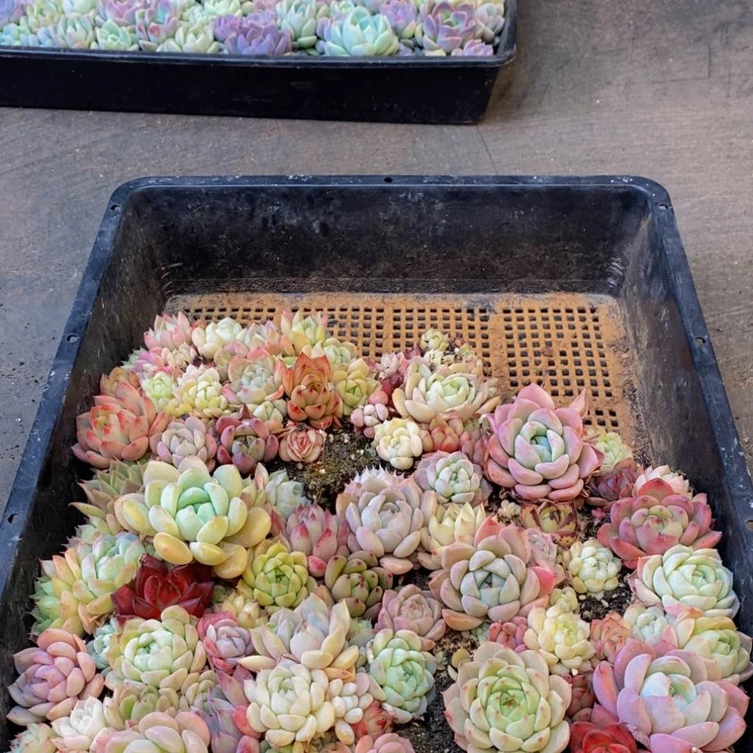 476多肉植物保护研究所所长助理