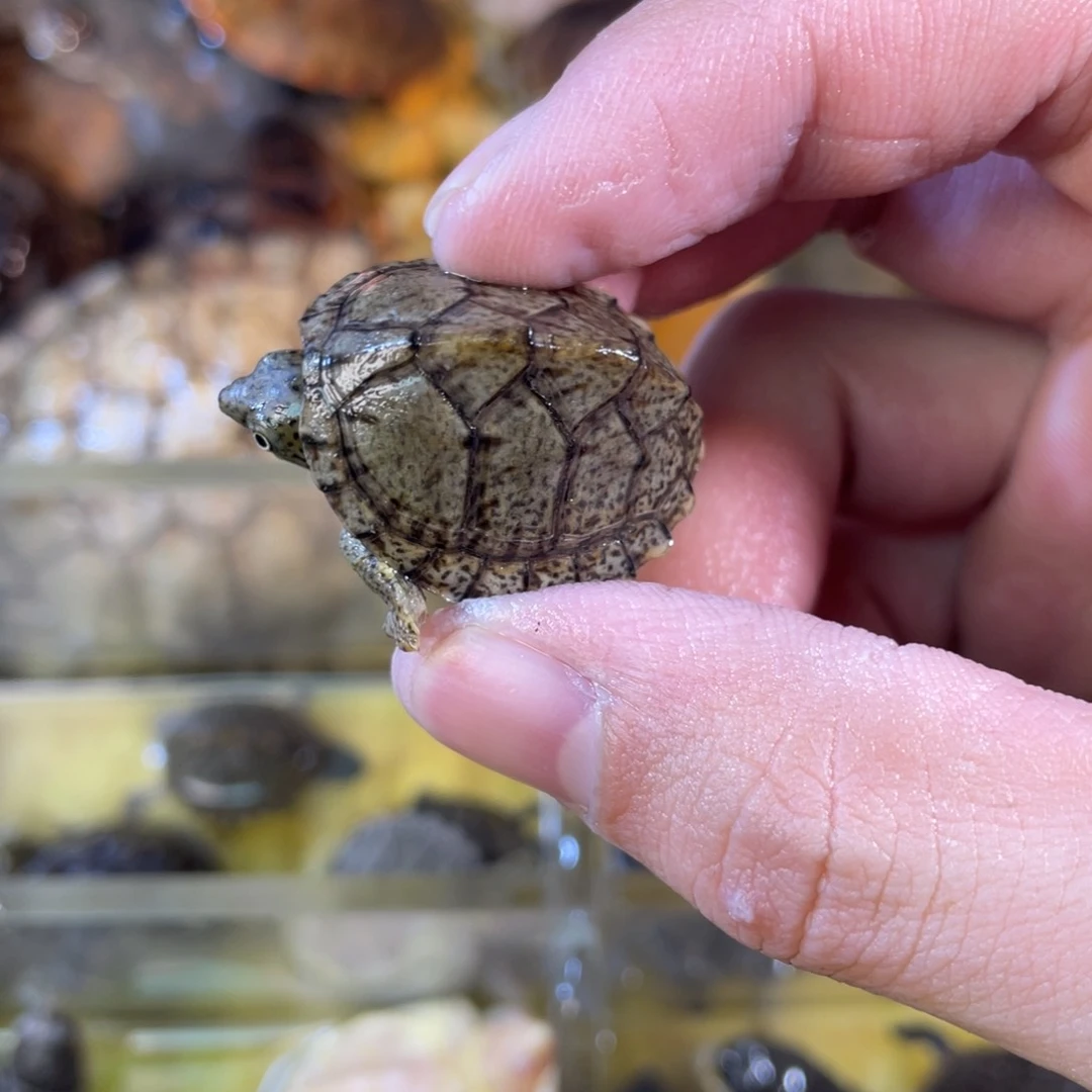 母A****?点点滴滴的订单发的