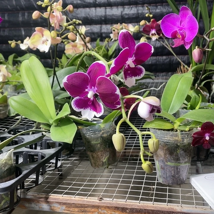 李***猫当前无花栽培后可以开花火烧云香妃