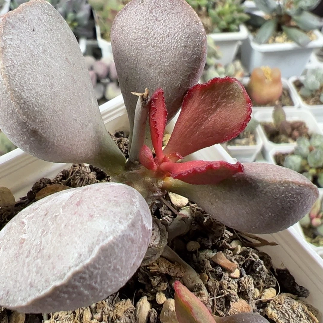 w带桩厚粉斑点实生新品