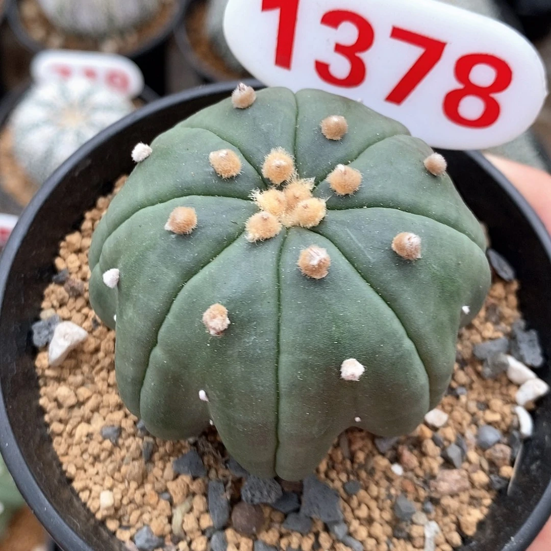 1378琉璃指纹海星系列