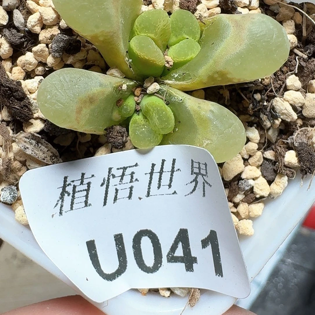 041盒多肉植物哇c c