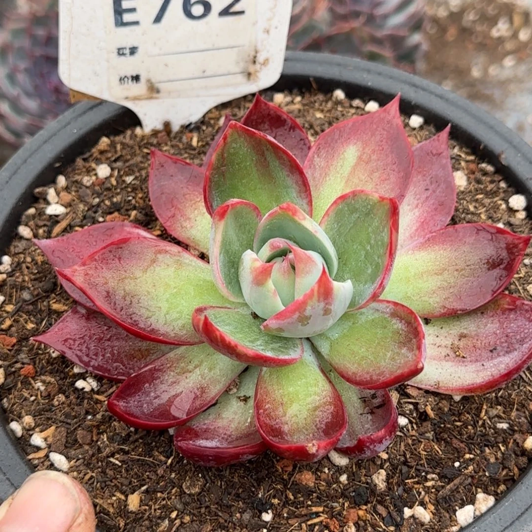 惊鸿一物一拍包装收缩花旱762