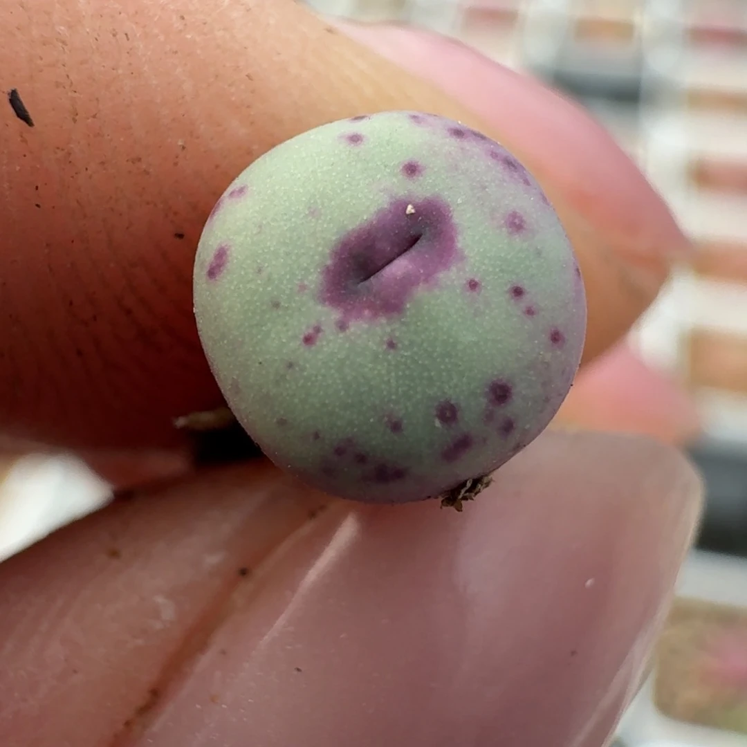 190优选1380b一颗00000