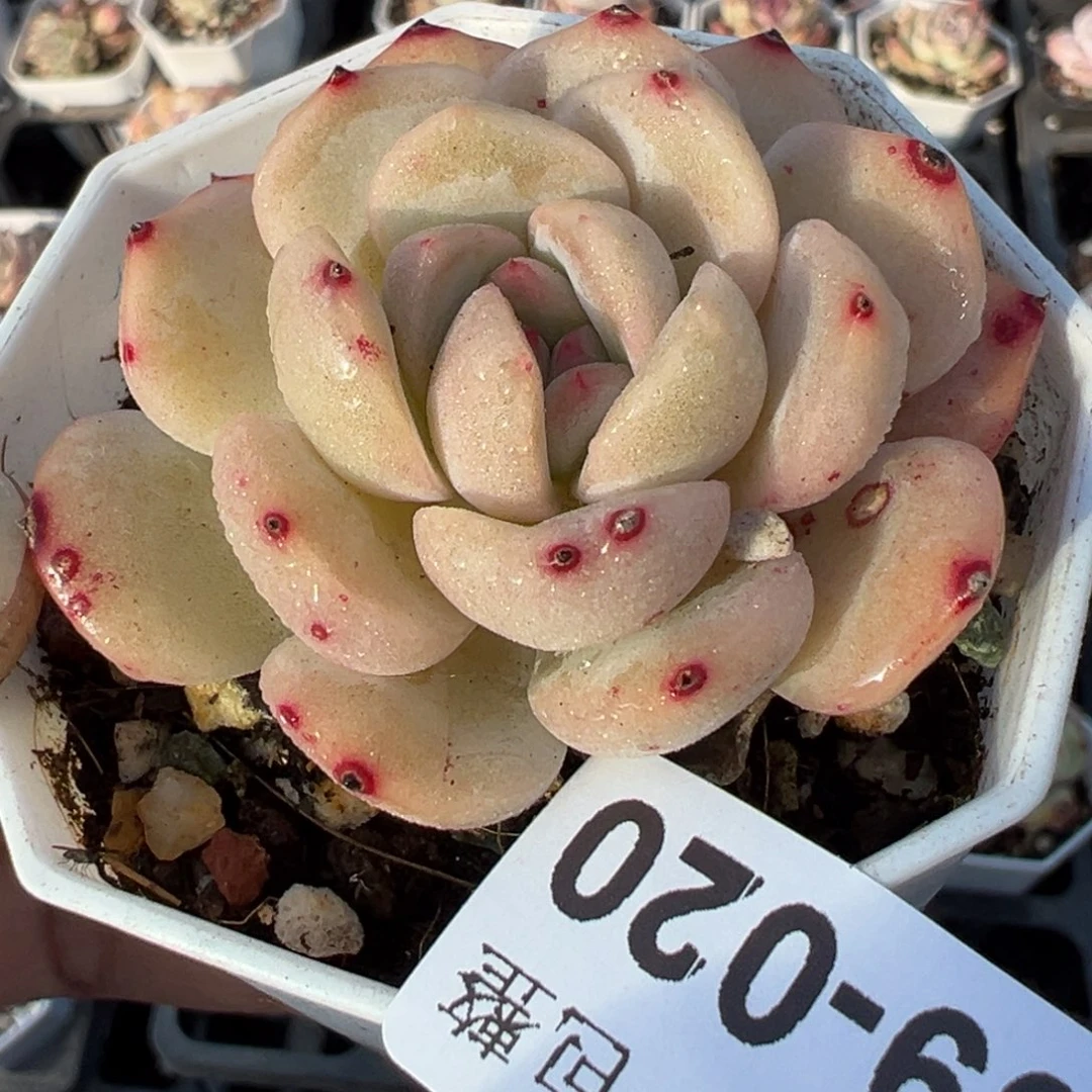 小卡拉米糖心一物一拍9-20