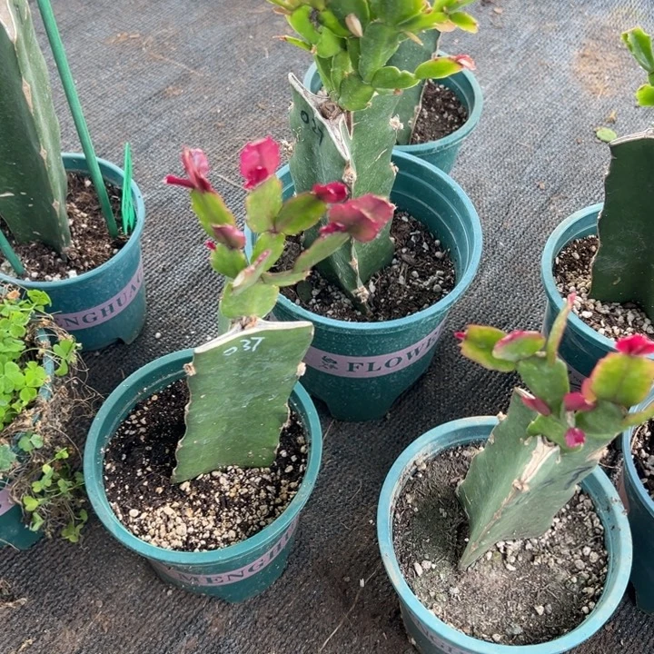 别***_35号037黄色花朵000000