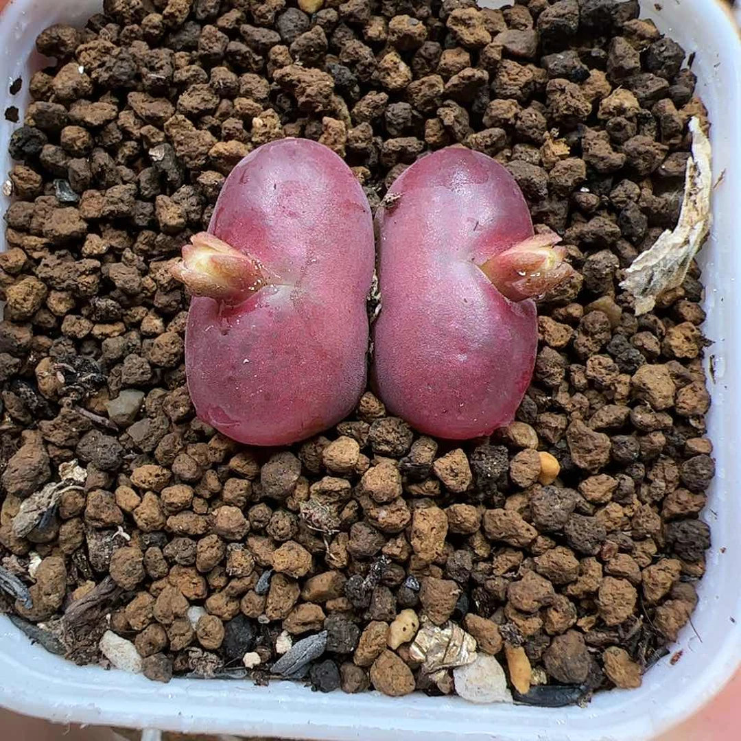 【闪购商品】353 变异