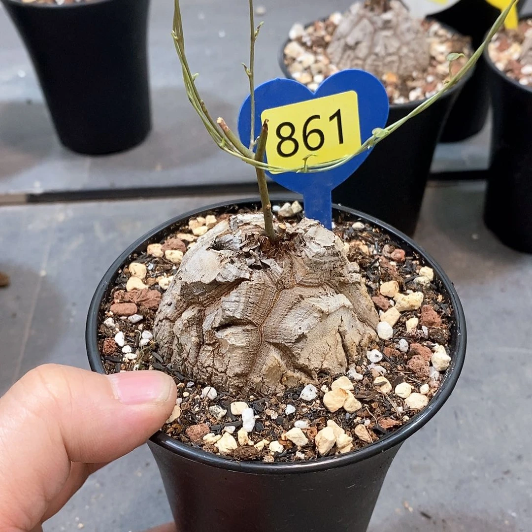 南非龟甲龙龟甲龙