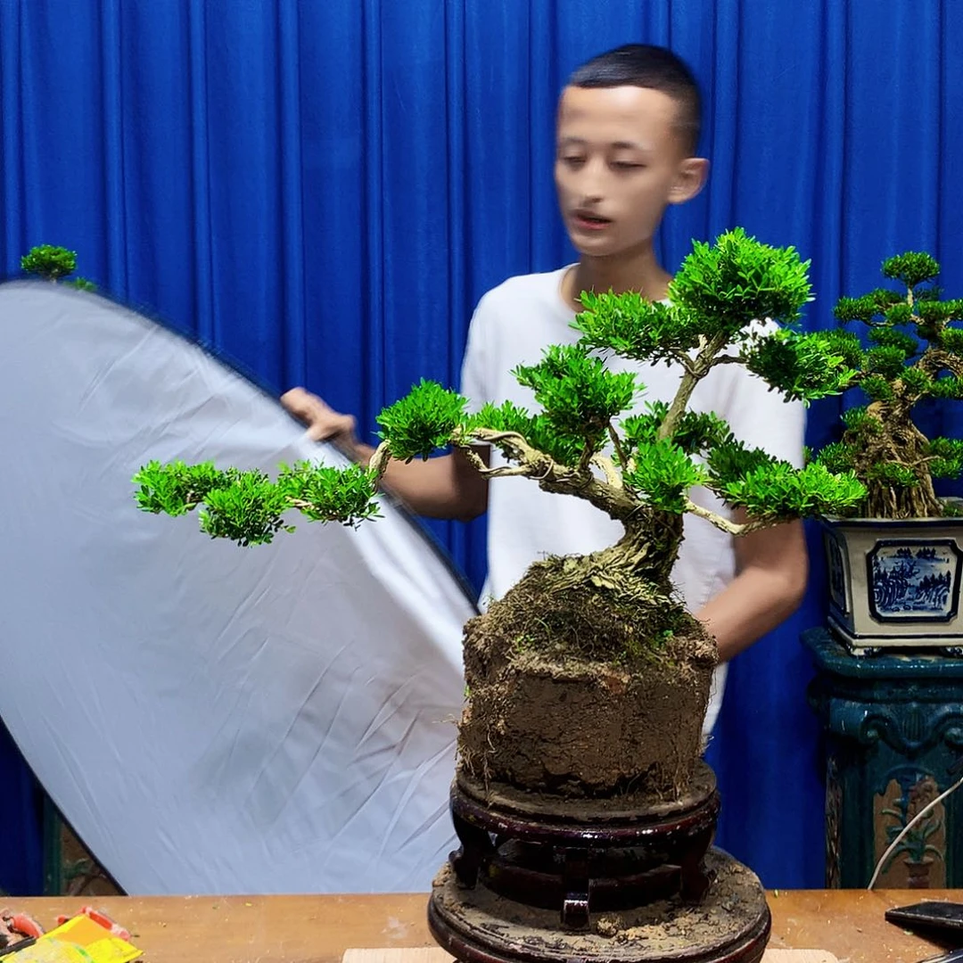 奔***爸无花朵黄杨盆景一物一拍