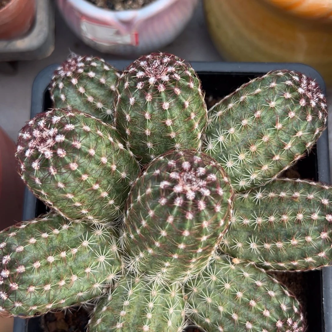 妞***妞零零落落 零零落落