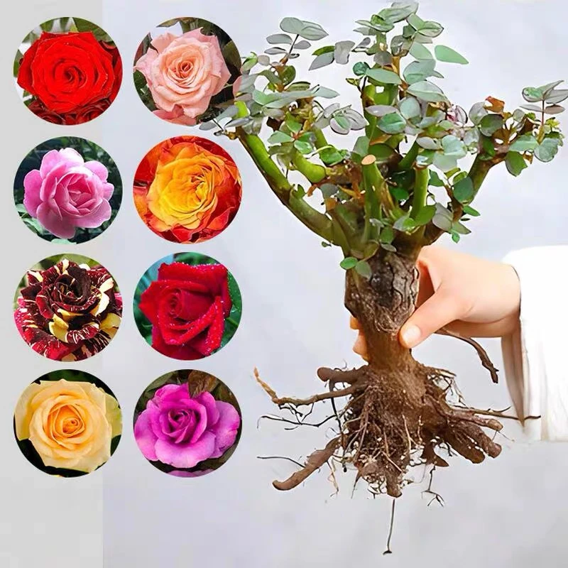 【云南3棵装】玫瑰花树苗月月开特大花红玫瑰盆栽四季开花花卉绿植