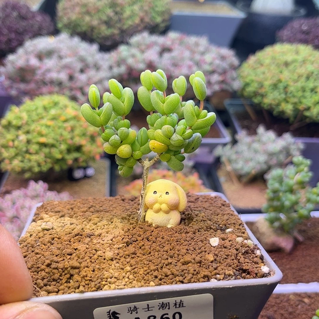 不***光860元宝多肉植物多肉