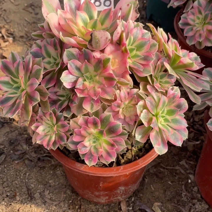 马***地无花朵986多肉植物粉女巫