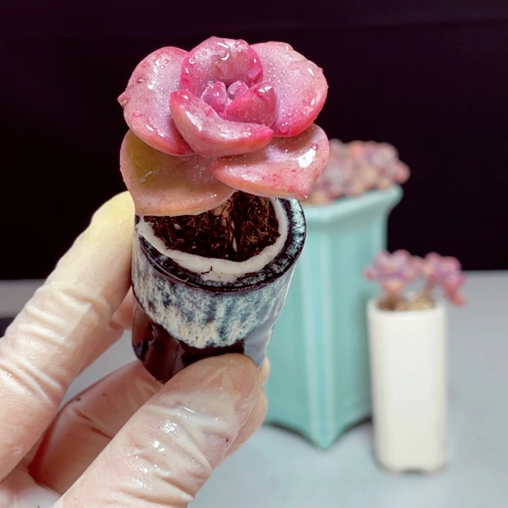 彩虹糖样品1盆带盆发货