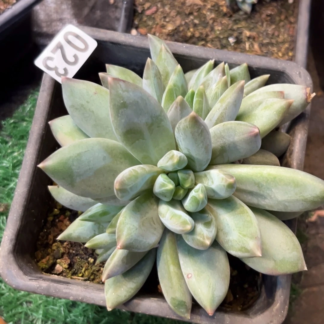 I***张重楼多肉植物023