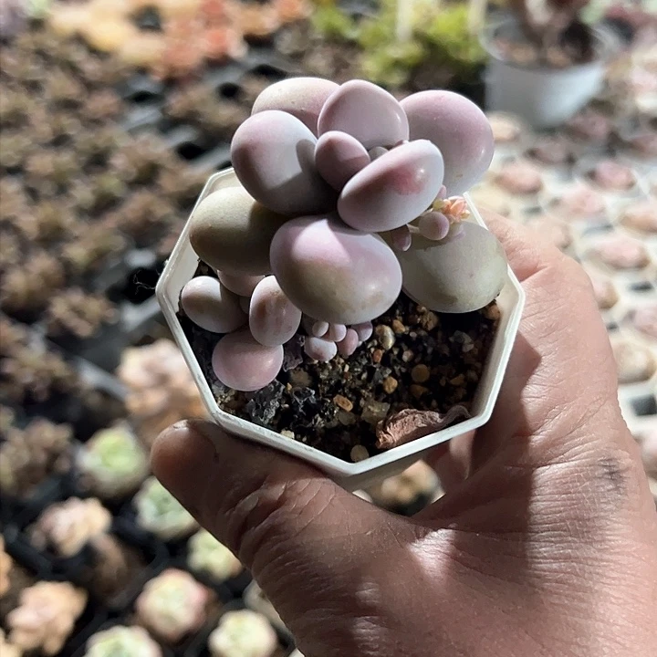 小*@569多肉植物组合为您打造出