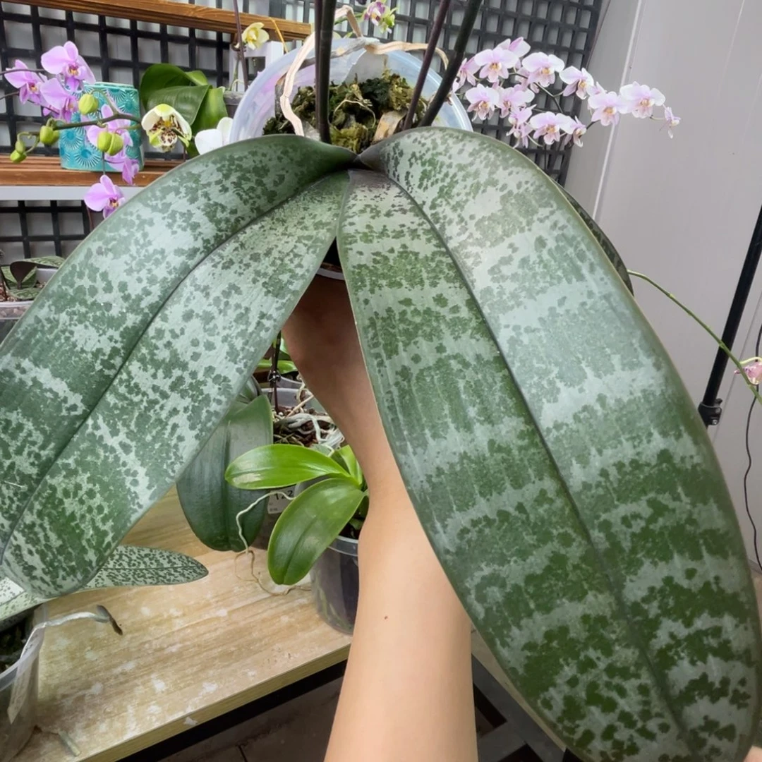 完全开放JG2317-汉白玉后代-1209