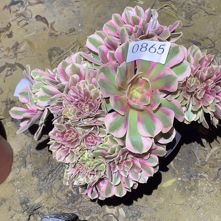 多肉植物断枝不包865女巫缀