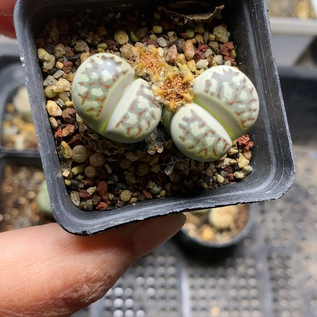 E****lT334多肉植物保护