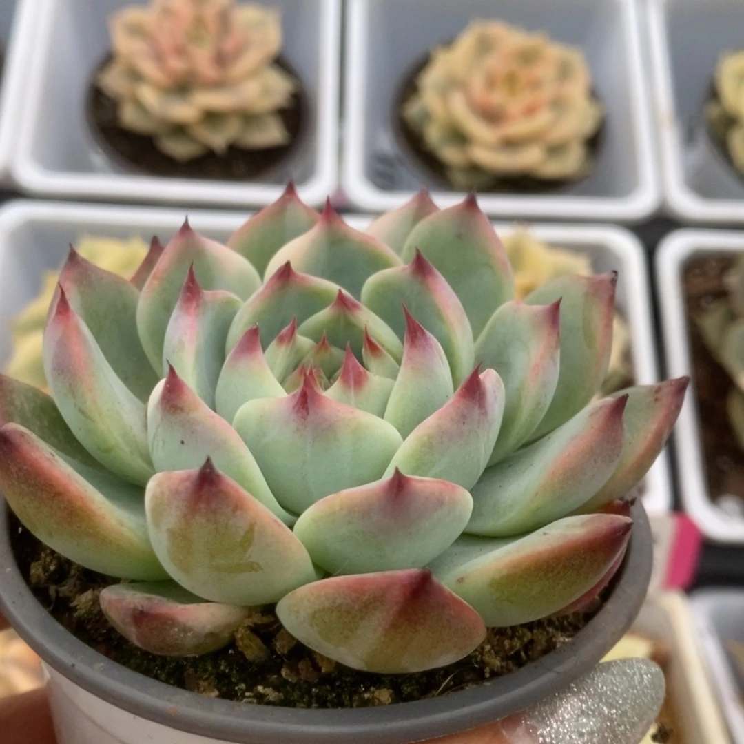 512锦锦锦锦锦锦锦