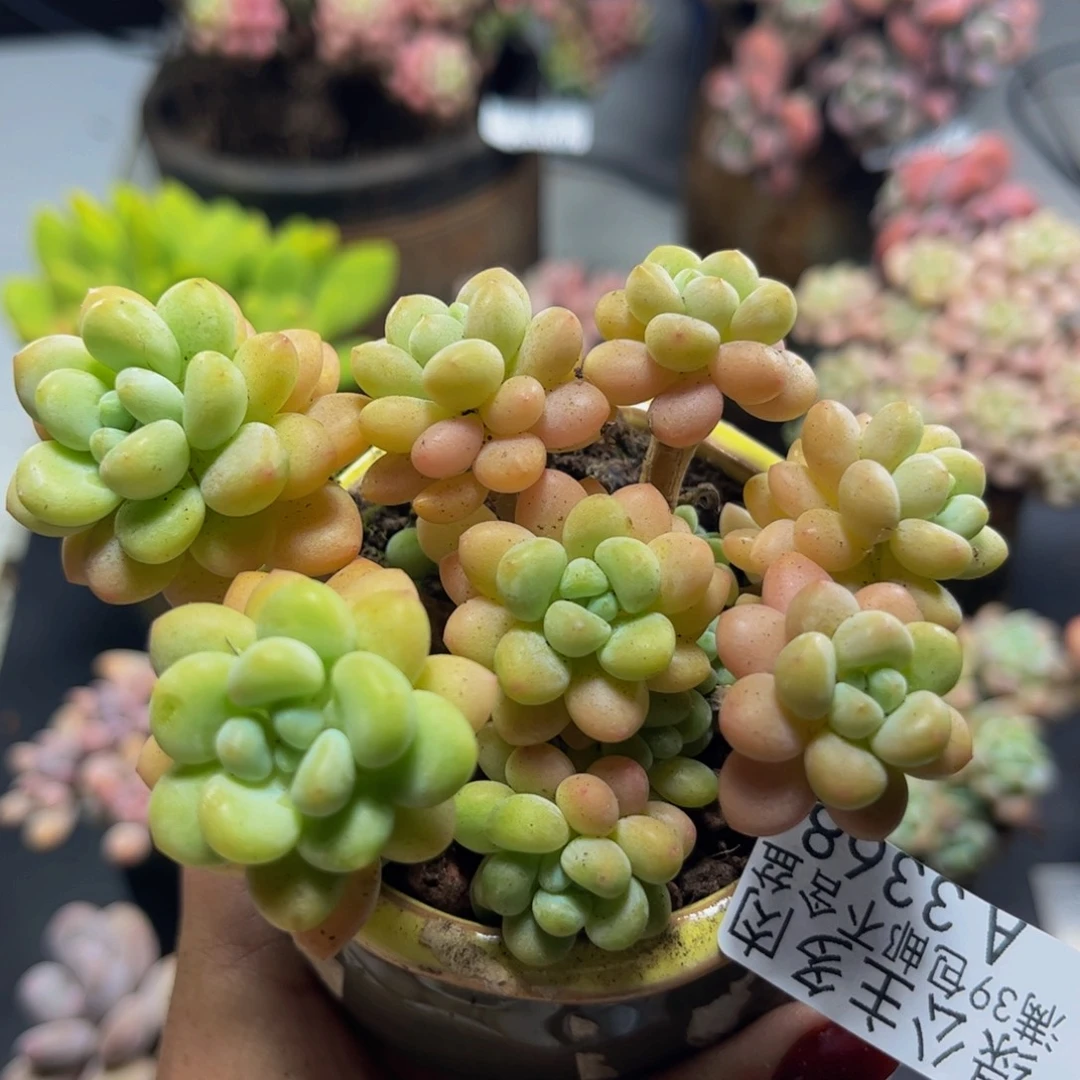 洛可可3368/8cm多肉