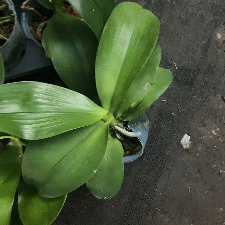 当前无花栽培后可以开花石*弥陀盲盒2.8