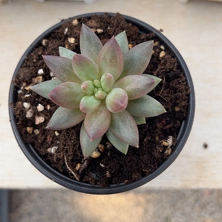 旺***.2014号红蜻蜓多肉植物