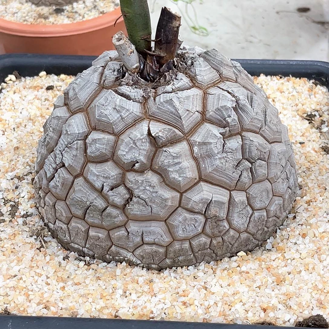 潮流植物白皮南非龟，高球体，9059