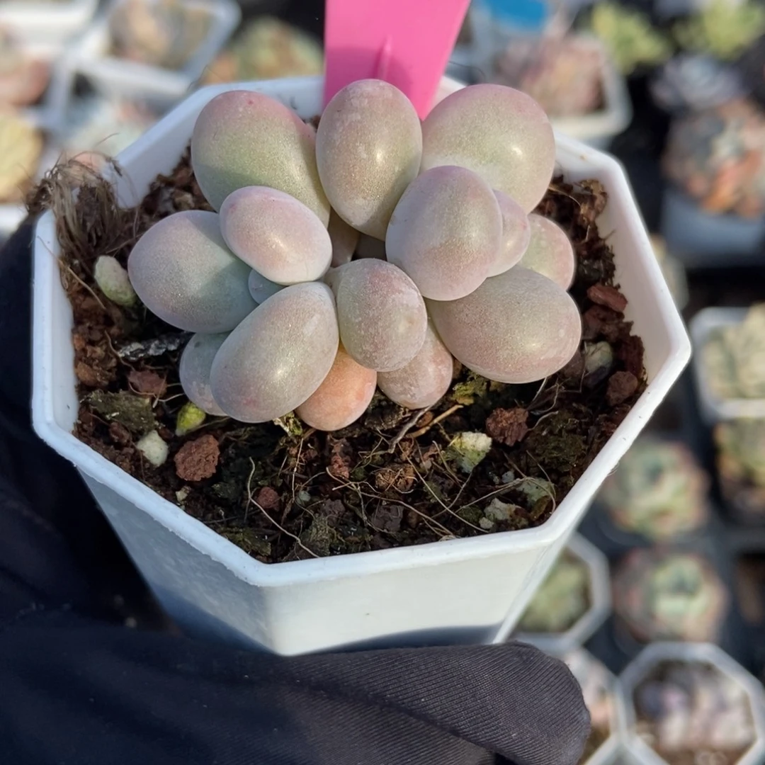 83奶酪多肉植物多肉