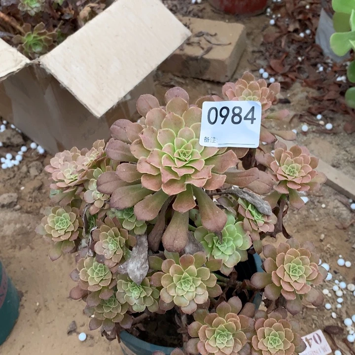 0984铜壶手捧1高