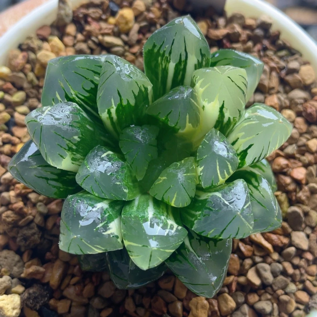 3.十二卷多肉非组广濑玉露锦。