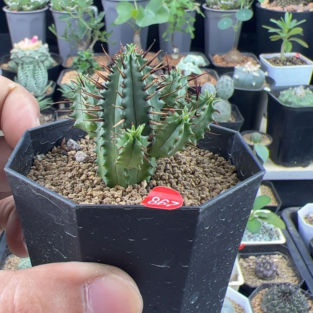 红刺麒麟一物一拍默认脱土发