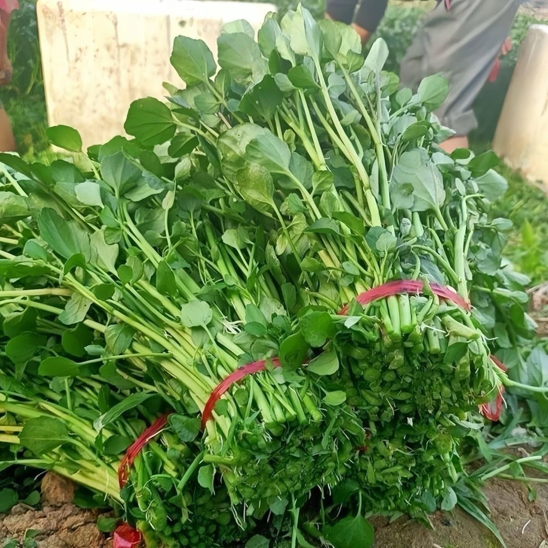 潮汕本地西洋菜山泉水种脆嫩农家豆瓣菜水菠菜可煲汤涮火锅现摘